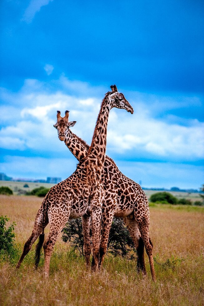 Parque-Nacional-de-Nairobi-áfrica