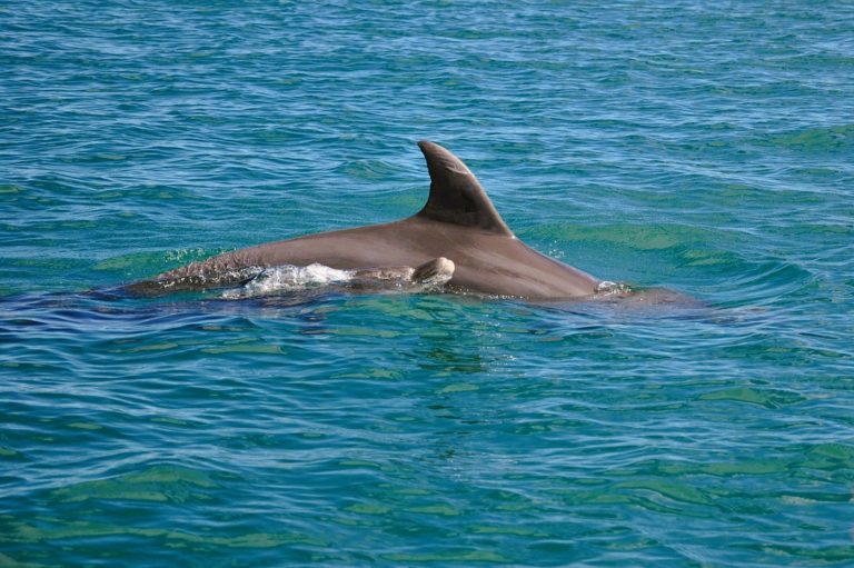 Puerto-vallarta-mex-turismo-aventuras