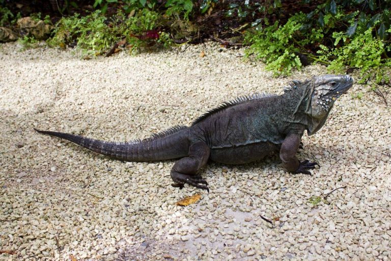 Queen-Elizabeth-Botanic-Park