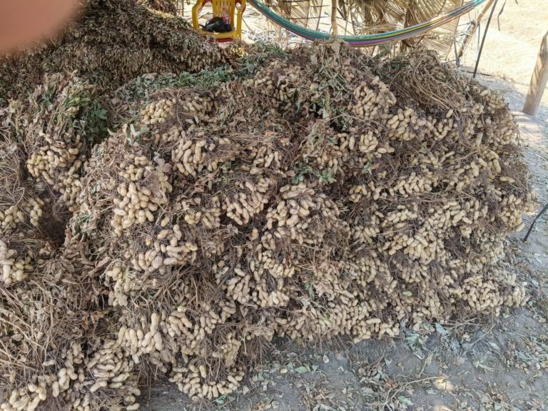 Ruta del Cacahuate Colima 1_Foto cortesía Corazón de Colima Tours