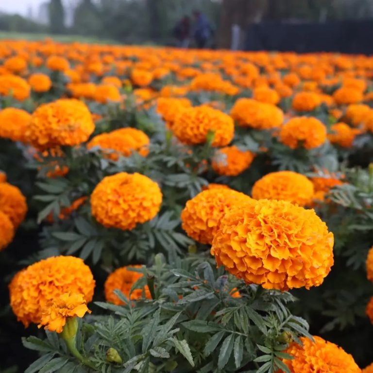 Ruta-del-Cempasúchil-michoacan