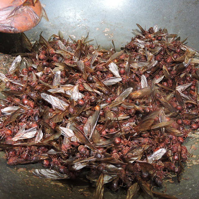 Salsa-de-chicatana-gastronomia-mexico