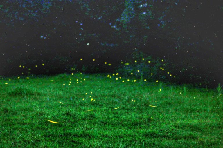 Estos son los mejores santuarios de luciérnagas en Michoacán