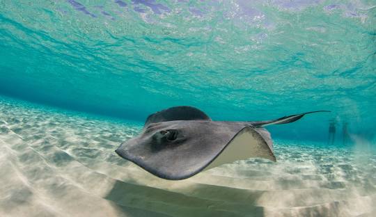 Stingray-City-Gran-Caiman
