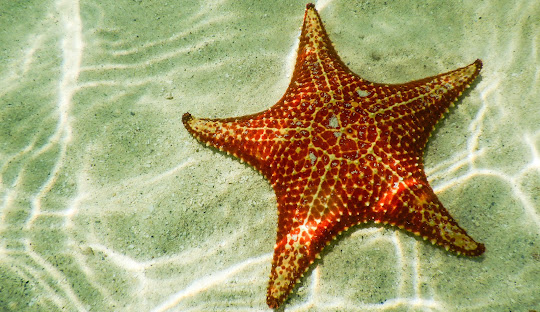 Stingray-City-Gran-Caimán