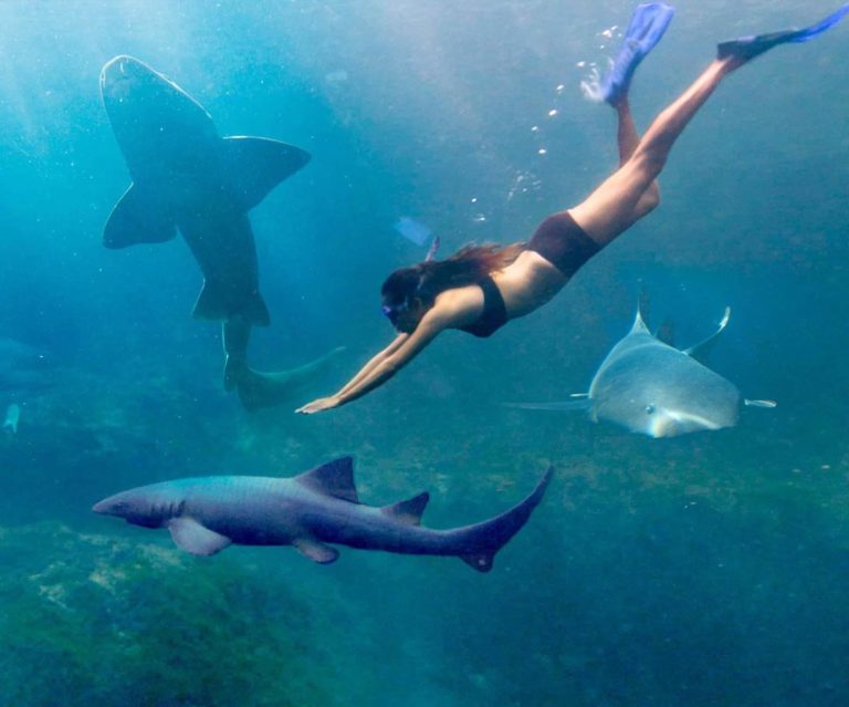 Xcaret-nado-con-tiburones-mex-turismo