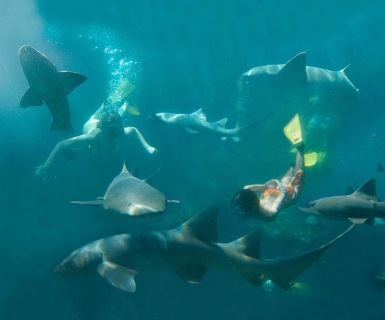 Xcaret-nado-con-tiburones-mexico-turismo