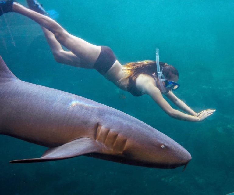 Xcaret-nado-con-tiburones-mxturismo