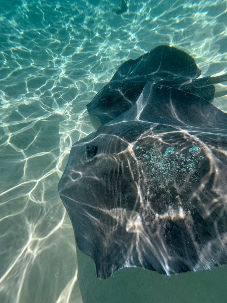 arrecifes-de-coral-mexico-turismo