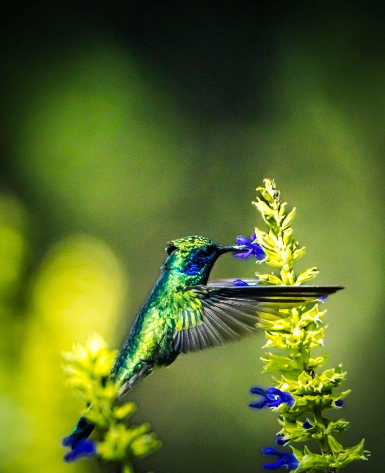 avistamiento-de-aves-los-azufres