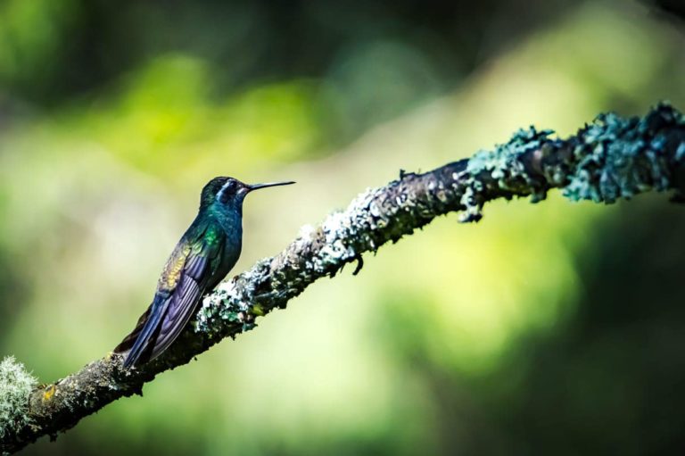 avistamiento-mex-aves-los-azufres