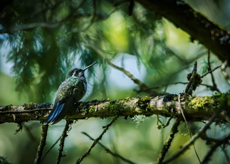 avistamiento-mexico-aves-los-azufres