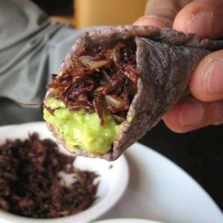 chapulines-mex-gastronomía-turismo