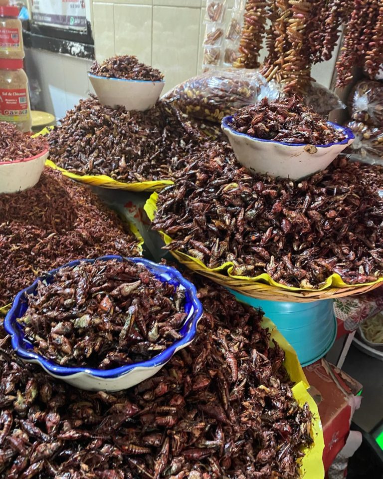 chapulines-mexico-gastronomia-turismo