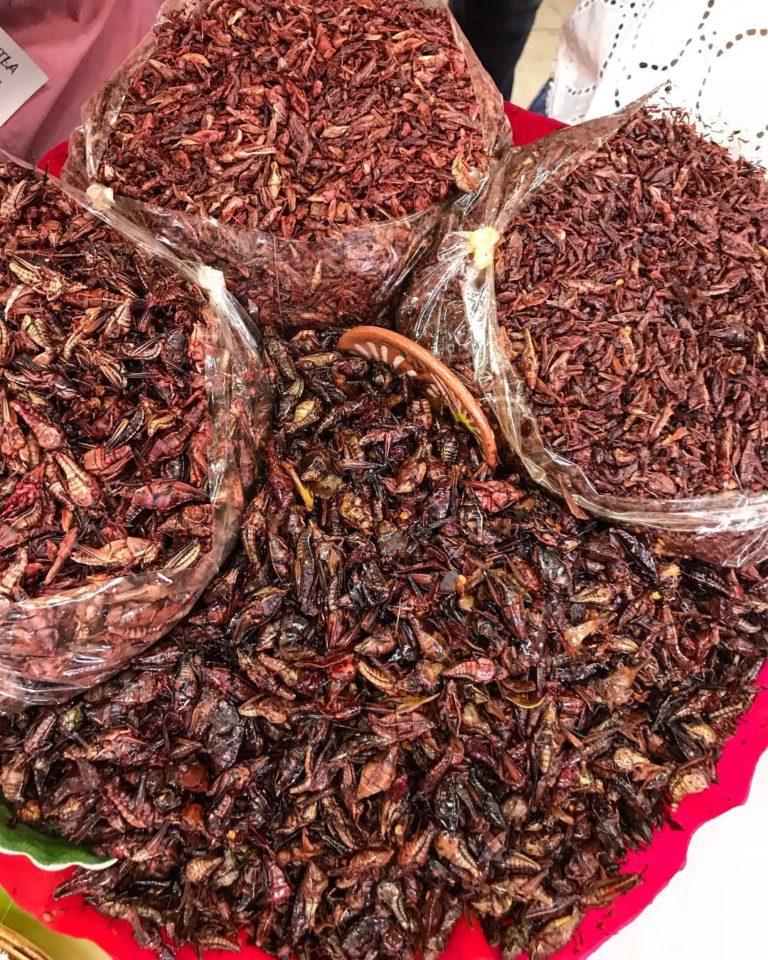 chapulines-mexico-gastronomía-turismo