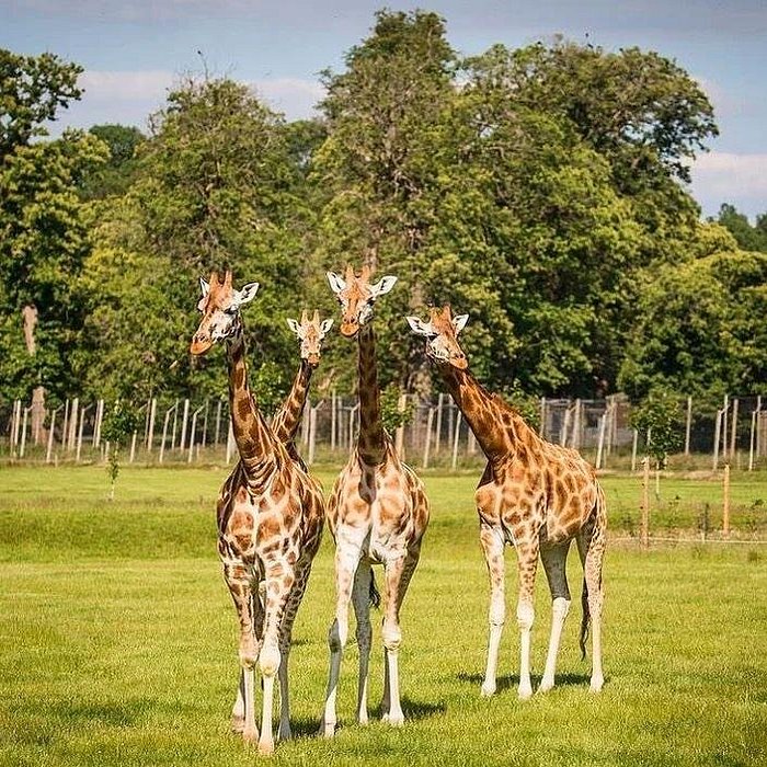 giraffes-center-áfrica-aventura