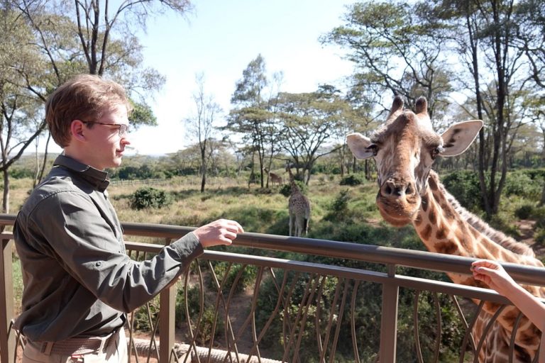 giraffes-center-áfrica-aventuras