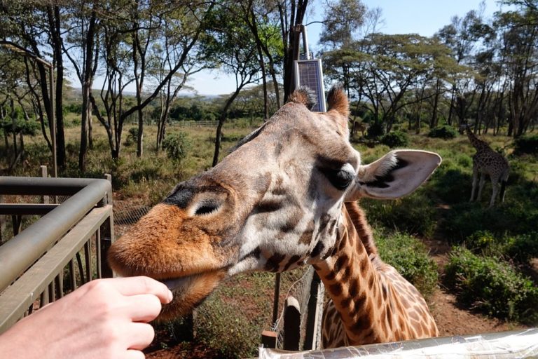 giraffes-center-africa-aventuras