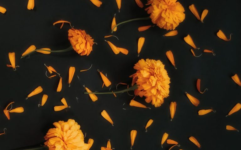 Vive el Día de Muertos en Guanajuato: tradición y magia