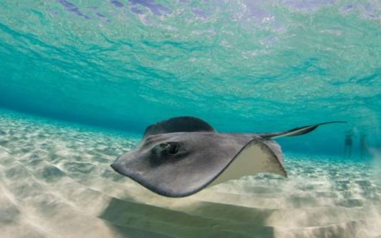 Islas Caimán: turismo, buceo y aventuras únicas