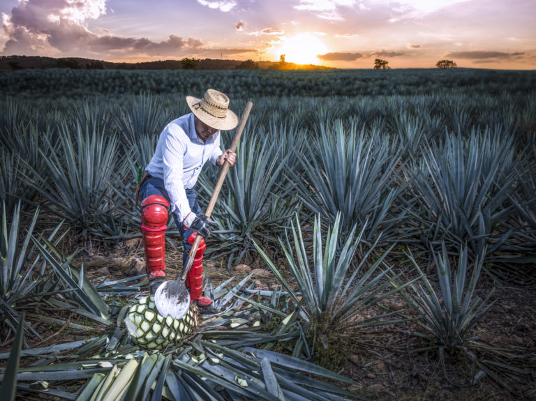 jalisco-tequila-tlaquepaque-ruta-destilado