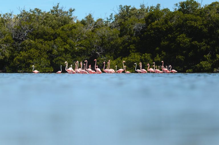 la-casa-del-cocodrilo-mexico