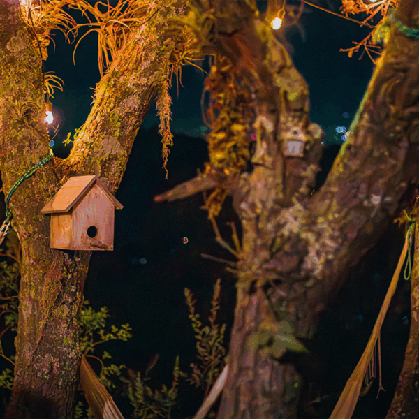 magia-del-bosque-mexico