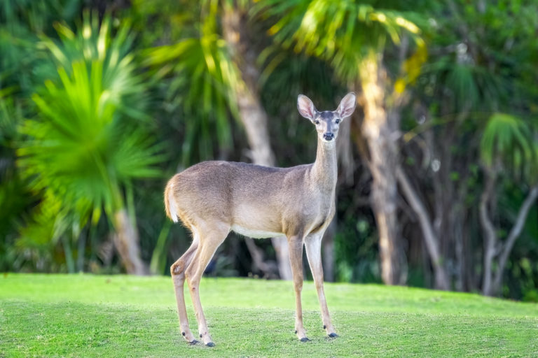 mex-riviera-maya-golf