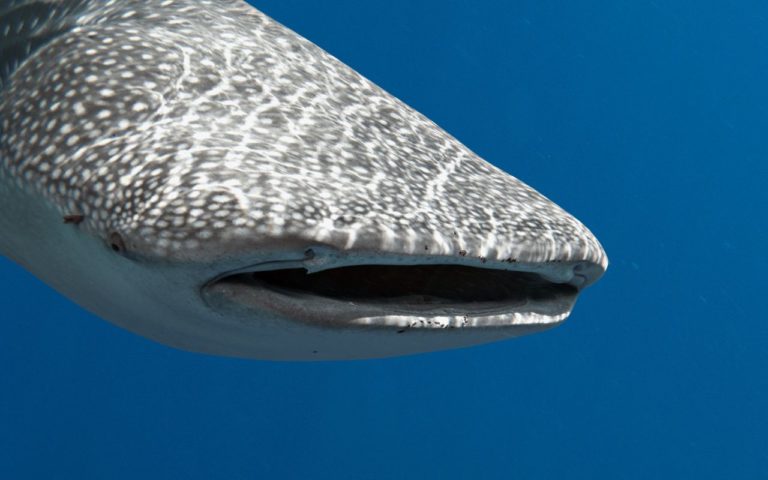 ¿Dónde nadar con tiburones en México?