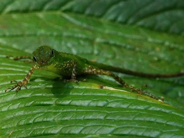 rio-bravo-mex-ecoturismo