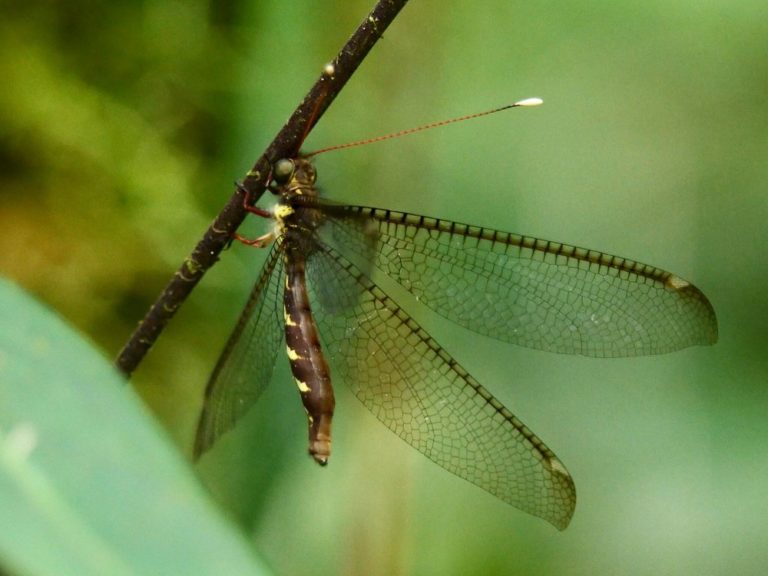rio-bravo-mexico-ecoturismo