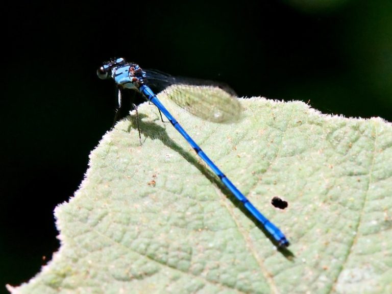 rio-bravo-mexico-turismo