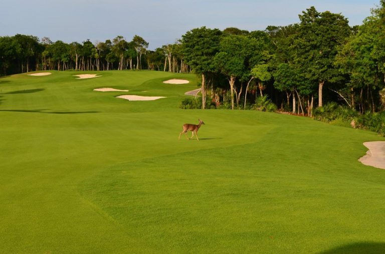 riviera-maya-golf-playa-mx