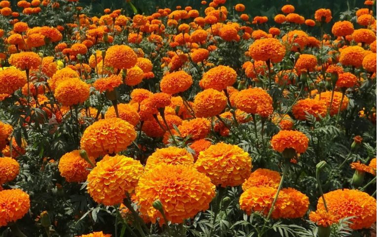 Ruta del Cempasúchil 2025: un viaje entre flores y memoria