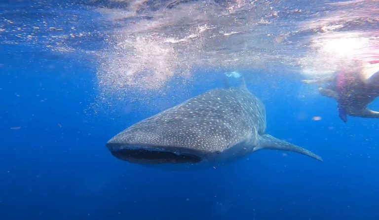 tiburones-ballena-mexico-turismo-aventuras