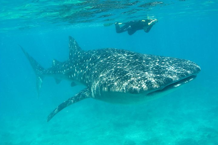tiburones-ballena-mx-turismo-aventuras