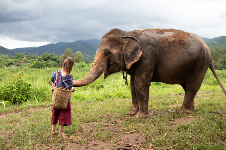 North,Of,Chiang,Mai,,Thailand.,A,Girl,Is,Feeding,An