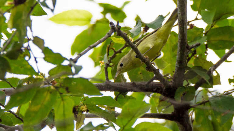 Festival-Colima-Birding-2024