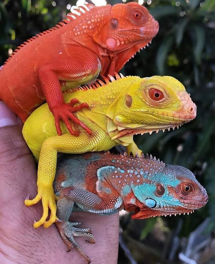 Iguanario Archundia 4_Foto cortesía Facebook Iguanario Archundia