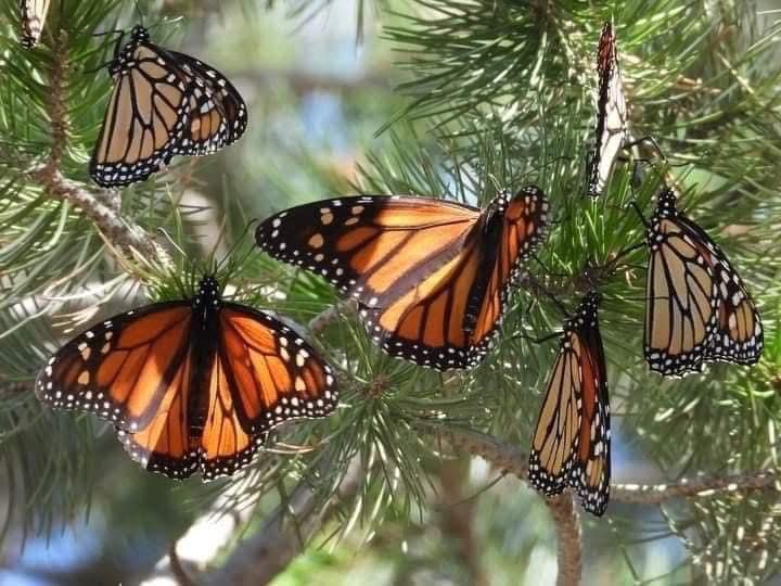 Llega a Michoacán la primera mariposa monarca con GPS
