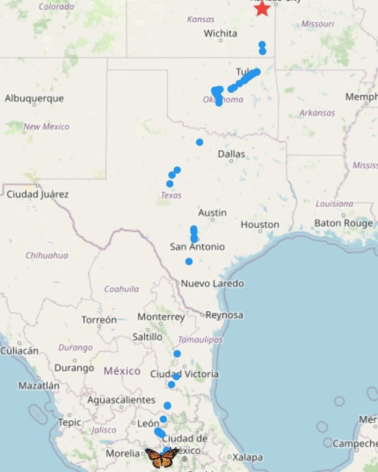 Llegó la primera Mariposa Monarca con transmisor satelital a Michoacán (3)