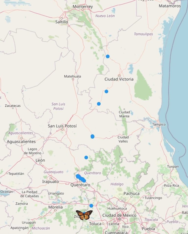 Llegó la primera Mariposa Monarca con transmisor satelital a Michoacán (4)
