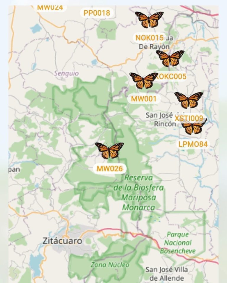 Llegó la primera Mariposa Monarca con transmisor satelital a Michoacán (5)