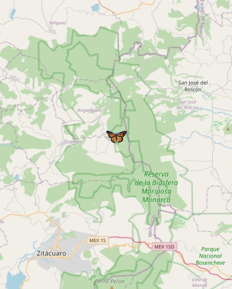 Llegó la primera Mariposa Monarca con transmisor satelital a Michoacán (6)