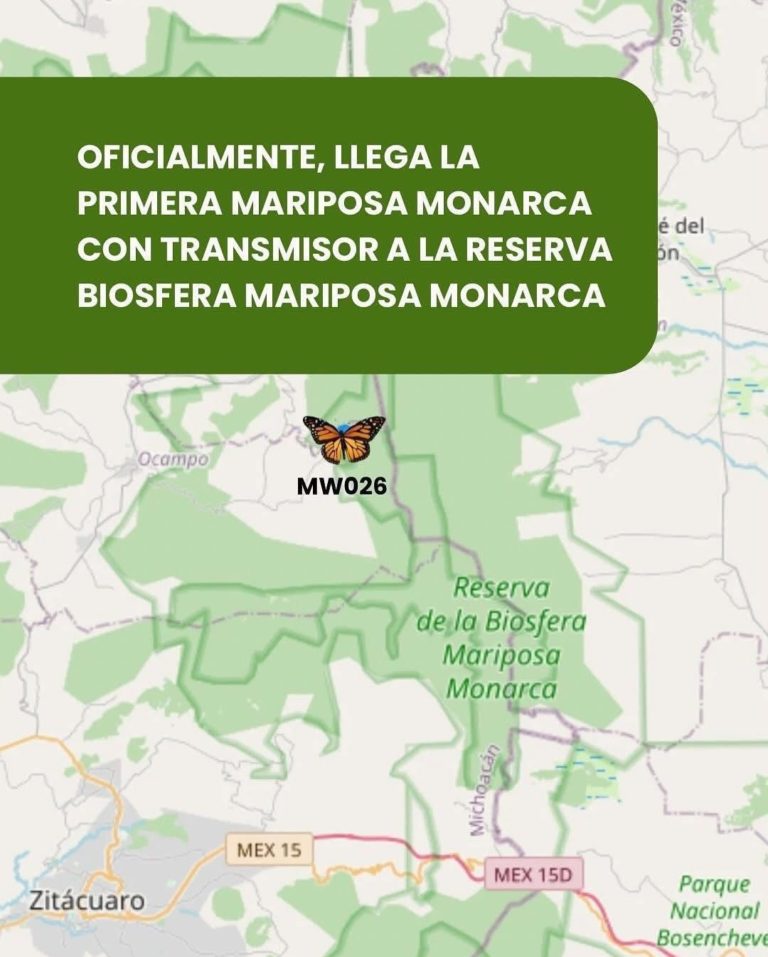 Llegó la primera Mariposa Monarca con transmisor satelital a Michoacán (7)