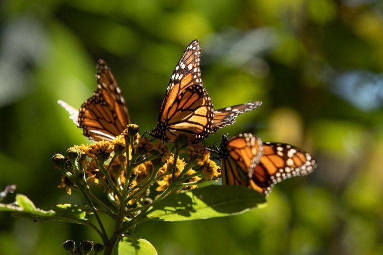 Mariposas Monarca llenan de magia los bosques de Michoacán