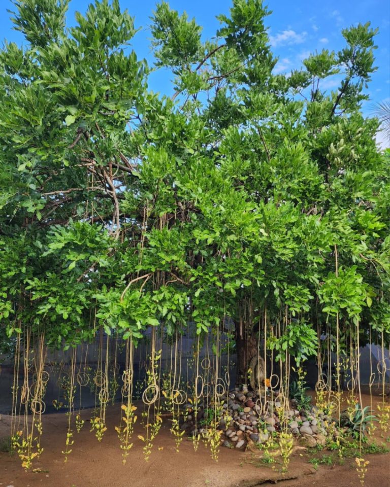 Viveplants 1_Foto cortesía Facebook Viveplants