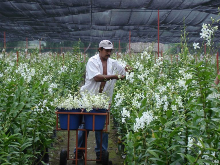 Viveplants_Foto cortesía Facebook Viveplants