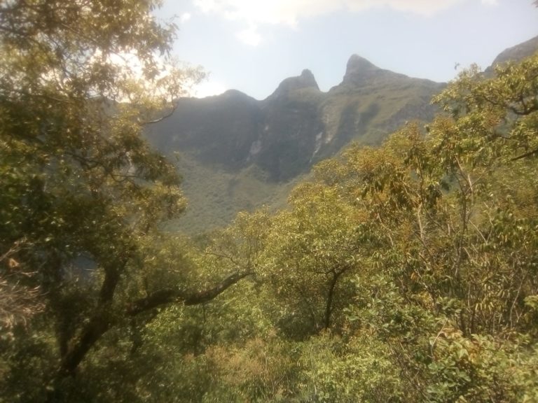 cumbres-monterrey-turismo-árboles