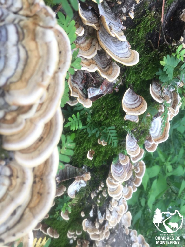 cumbres-monterrey-turismo-aventura